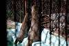 ueno_zoo_2044_mini.jpg
