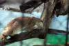 ueno_zoo_2047_mini.jpg