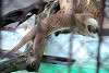 ueno_zoo_2048_mini.jpg