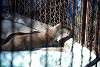 ueno_zoo_2049_mini.jpg