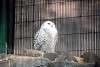 ueno_zoo_2051_mini.jpg
