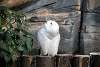 ueno_zoo_2053_mini.jpg