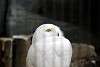 ueno_zoo_2054_mini.jpg