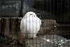 ueno_zoo_2055_mini.jpg