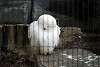 ueno_zoo_2056_mini.jpg