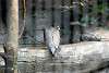 ueno_zoo_2059_mini.jpg