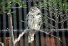 ueno_zoo_2060_mini.jpg