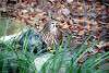 ueno_zoo_2062_mini.jpg