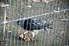 ueno_zoo_2063_mini.jpg