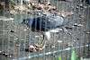 ueno_zoo_2064_mini.jpg
