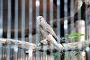 ueno_zoo_2065_mini.jpg