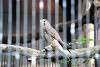 ueno_zoo_2066_mini.jpg