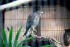 ueno_zoo_2067_mini.jpg