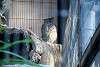 ueno_zoo_2068_mini.jpg