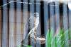 ueno_zoo_2070_mini.jpg