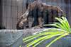 ueno_zoo_2071_mini.jpg
