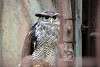 ueno_zoo_2073_mini.jpg