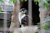 ueno_zoo_2075_mini.jpg