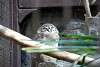 ueno_zoo_2079_mini.jpg