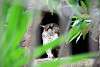 ueno_zoo_2081_mini.jpg
