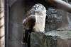 ueno_zoo_2082_mini.jpg