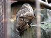 ueno_zoo_2084_mini.jpg