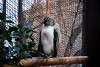 ueno_zoo_2085_mini.jpg
