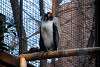 ueno_zoo_2088_mini.jpg