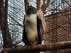 ueno_zoo_2089_mini.jpg