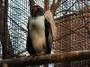 ueno_zoo_2090_mini.jpg