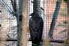 ueno_zoo_2091_mini.jpg