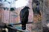 ueno_zoo_2092_mini.jpg