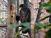 ueno_zoo_2093_mini.jpg