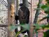 ueno_zoo_2094_mini.jpg
