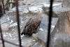 ueno_zoo_2098_mini.jpg