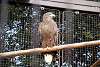 ueno_zoo_2100_mini.jpg
