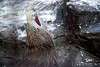 ueno_zoo_2102_mini.jpg