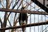 ueno_zoo_2105_mini.jpg
