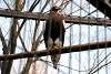 ueno_zoo_2106_mini.jpg