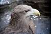 ueno_zoo_2107_mini.jpg