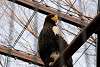 ueno_zoo_2108_mini.jpg