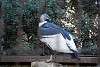 ueno_zoo_2109_mini.jpg