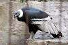 ueno_zoo_2112_mini.jpg