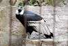 ueno_zoo_2113_mini.jpg