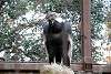 ueno_zoo_2114_mini.jpg