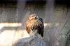 ueno_zoo_2115_mini.jpg