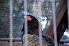 ueno_zoo_2118_mini.jpg