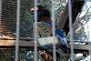 ueno_zoo_2119_mini.jpg