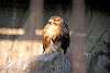 ueno_zoo_2120_mini.jpg