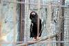 ueno_zoo_2121_mini.jpg